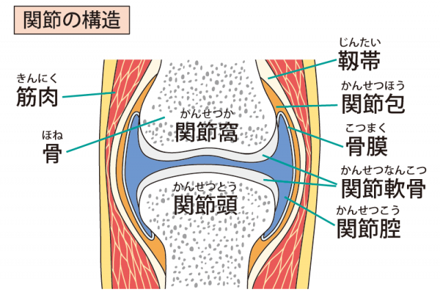 関節の構造のイラスト