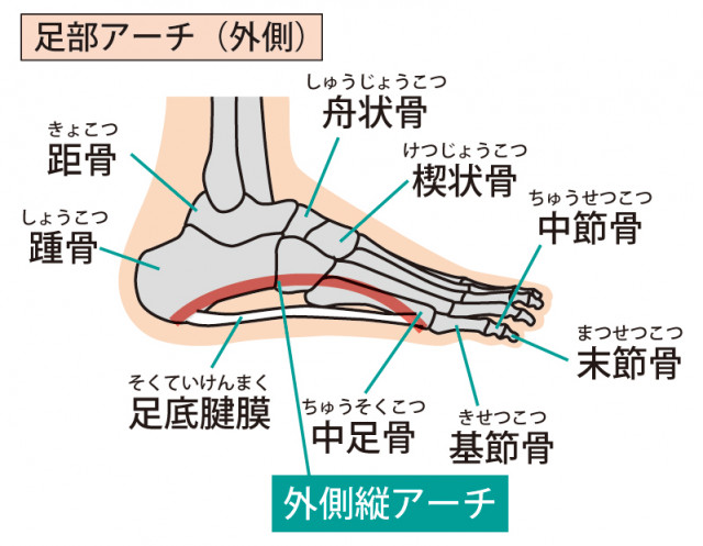 足底アーチの写真